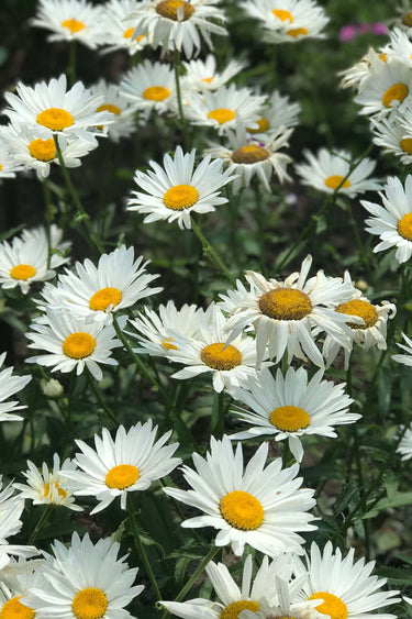 Shasta daisy plant with white petals and yellow centers in field