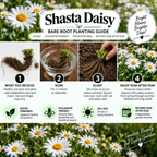 A promotional graphic for a Bare Root Planting Guide by Shasta Daisy, featuring four numbered steps: what you receive, soak, plant, and enjoy after year. The graphic includes text, icons, and photos of daisies and soil, with a white background and green foliage borders.