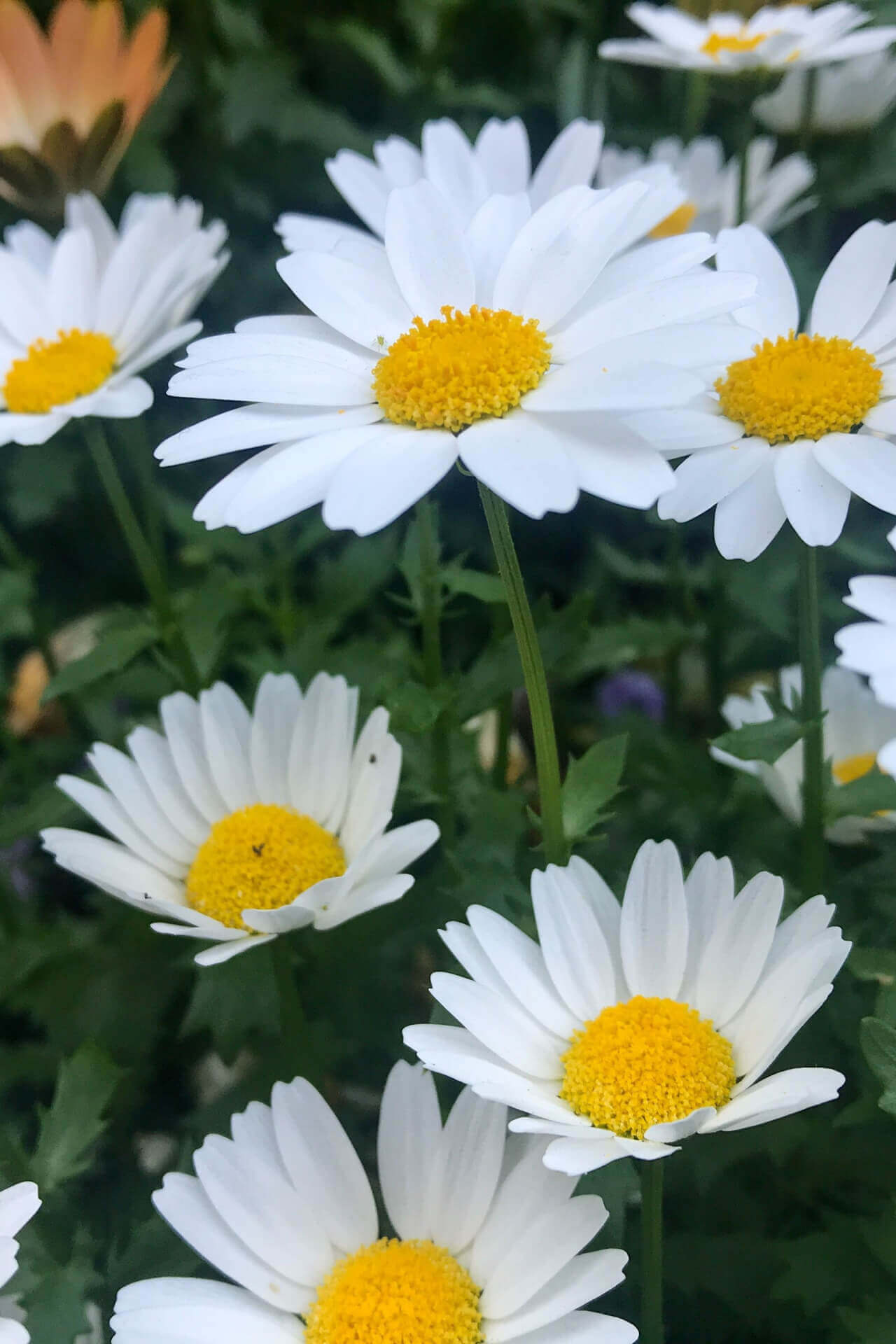 Shasta daisy plant with white blooms and yellow centers in lush green garden