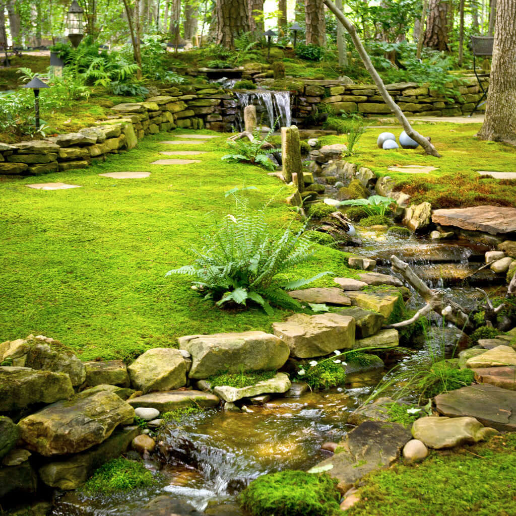 Serene mossy garden path with stone steps and stream, Sheet Moss