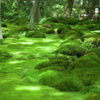Lush green Sheet Moss blankets forest floor in soft rounded mounds