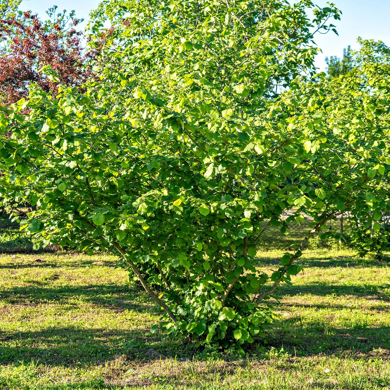 Lush American Hazelnut Shrub with broad leaves and dense green canopy