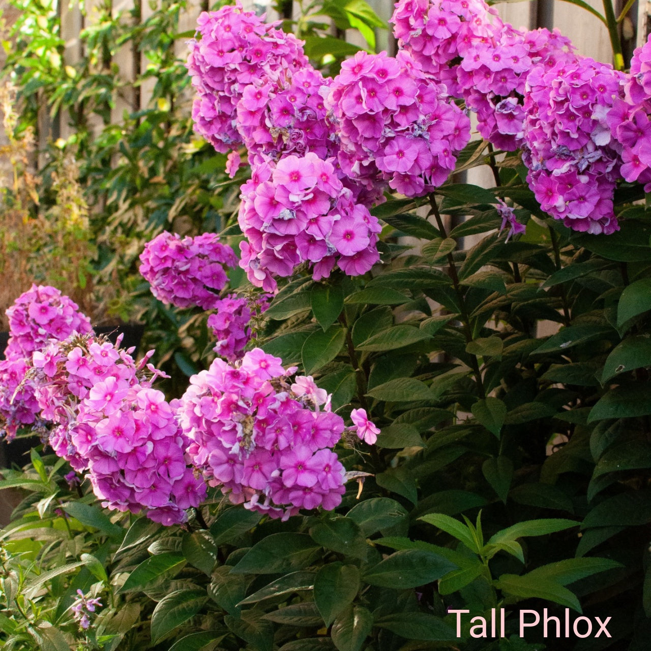 Vibrant pink tall phlox clusters with lush green foliage in Blush & Bloom Trio
