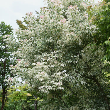 Lush Box Elder tree with variegated green and white leafy foliage
