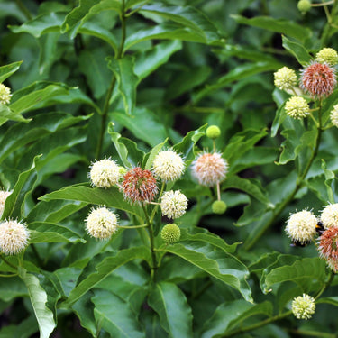Button bush shrub white reddish-brown spherical flowers with feathery bracts