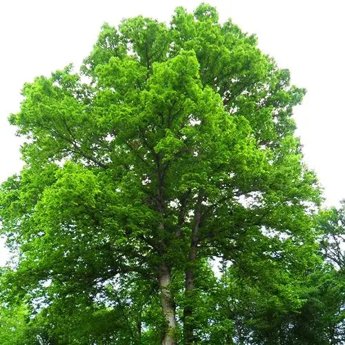 Chestnut Oak Tree on sale 90% off, lush green leaves and sturdy trunk