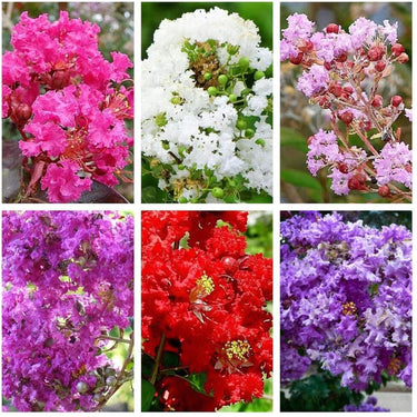 Vibrant six-color crepe myrtle blossoms in pink, white, red, purple for shrub