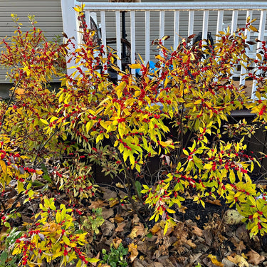 Vibrant Winterberry Shrub with golden leaves and bright red berries