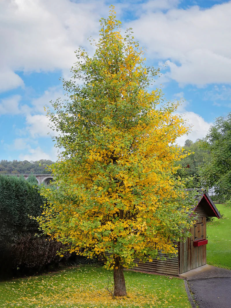 Tall slender Gingko Biloba tree with vibrant yellow-green canopy by wooden shed