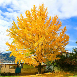 Vibrant golden-yellow Tree of Life Gingko Biloba with fan-shaped leaves against blue sky