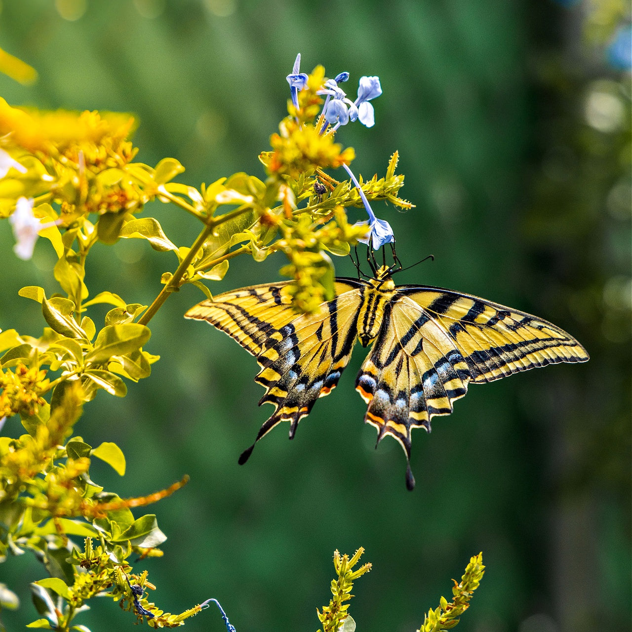 Golden Glow Trio: yellow black swallowtail butterfly on blue flowers