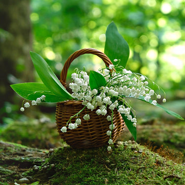 Ivory Blooming Trio: brown wicker basket with white lily of the valley flowers