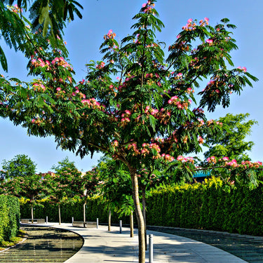 Persian silk tree with vibrant pink blossoms and lush green foliage in sunny park