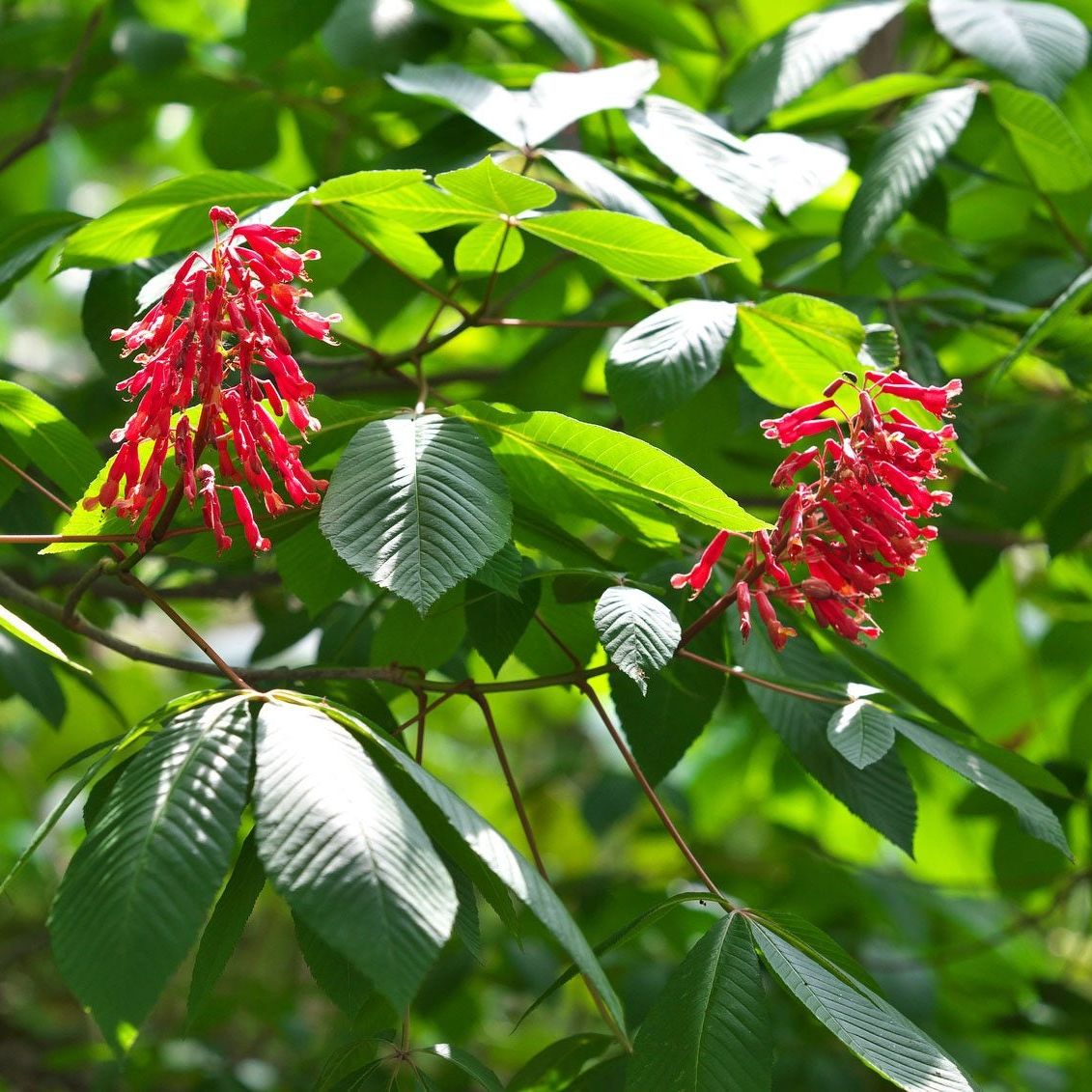Vibrant red firecracker tubular flowers on Red Buckeye Tree branch with lush green leaves