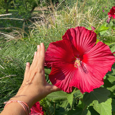 Vibrant red Rose Mallow hibiscus flower with glossy veined petals and yellow center