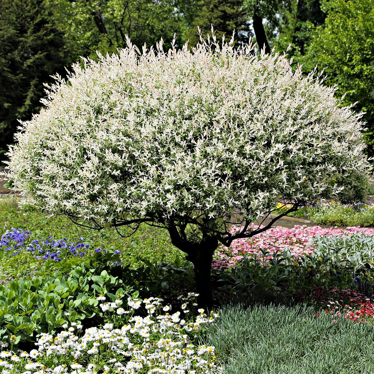 Snow White Willow Shrub with lush variegated white and green leaves