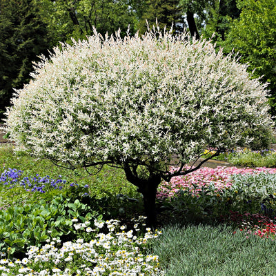 Snow White Willow Shrub with lush variegated white and green leaves