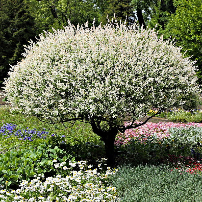 Snow White Willow Shrub with lush variegated white and green leaves