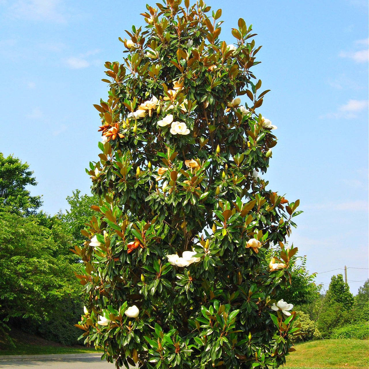 Southern Magnolia Tree with lush broad leaves and white blooms