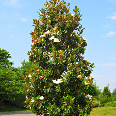 Southern Magnolia Tree with lush broad leaves and white blooms
