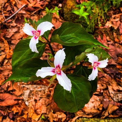 White trillium flowers with pink centers and glossy green leaves from Trillium Plants