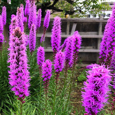 Twilight Bloom Trio: vibrant purple blazing star flowers with feathery petals