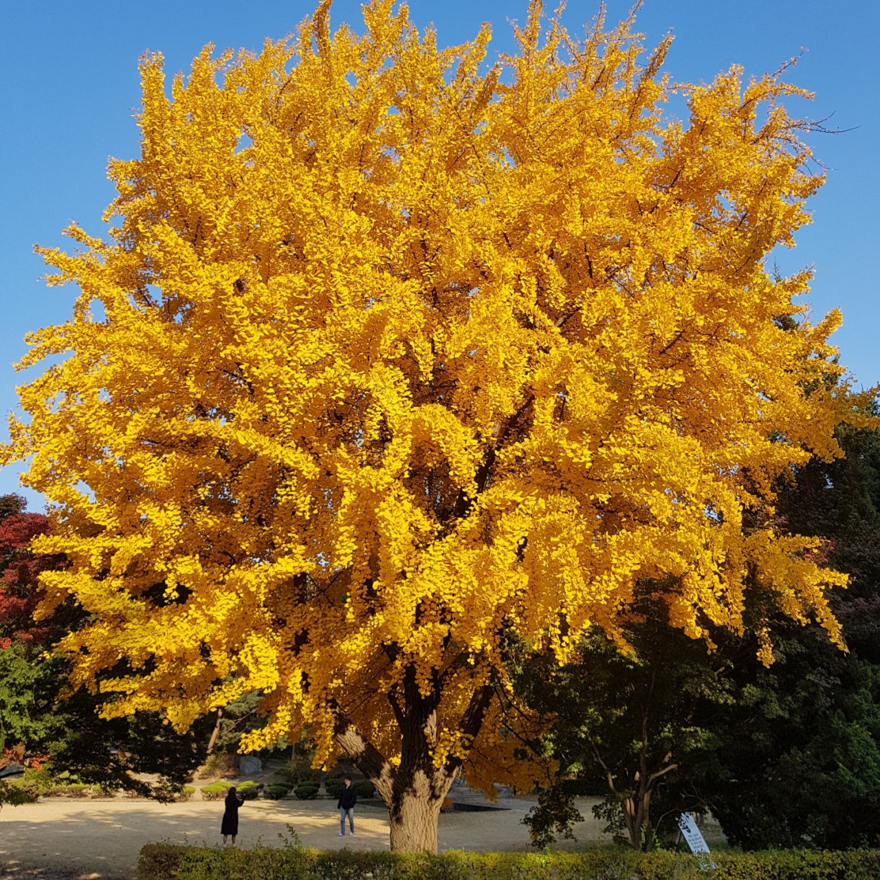 Majestic golden-yellow Ginkgo Biloba Tree of Life with fan-shaped leaves against blue sky