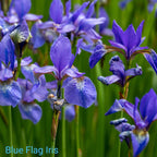 Blue Monarch Trio vibrant purple blue flag iris flowers with veined petals