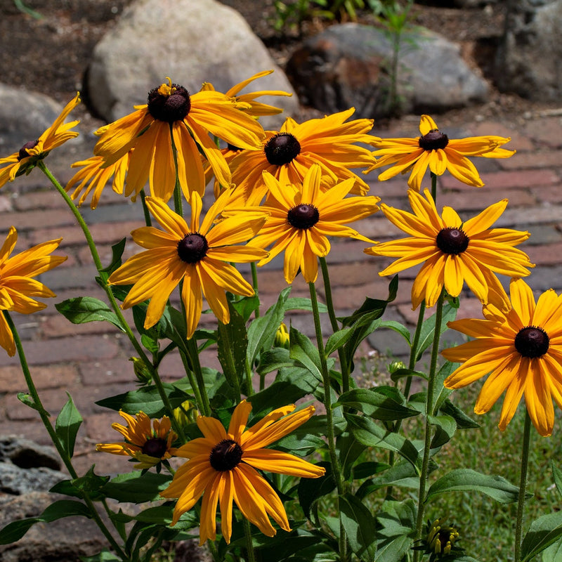 Golden Glow Trio: vibrant yellow black-eyed susan flowers with brown centers