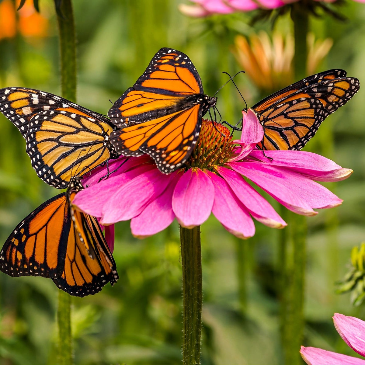 Four monarch butterflies on pink coneflower in Blush & Bloom Trio
