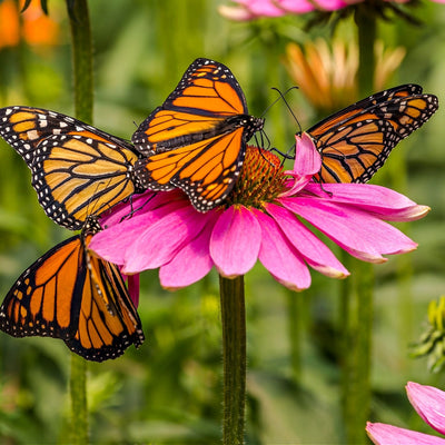 Four monarch butterflies on pink coneflower in Blush & Bloom Trio