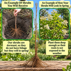 Arrowwood Viburnum Shrub