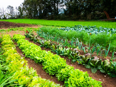 How to Turn Your Lawn Into a Vegetable Garden