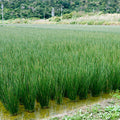 Soft Rush Grass - TN Nursery