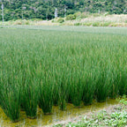 Soft Rush Grass