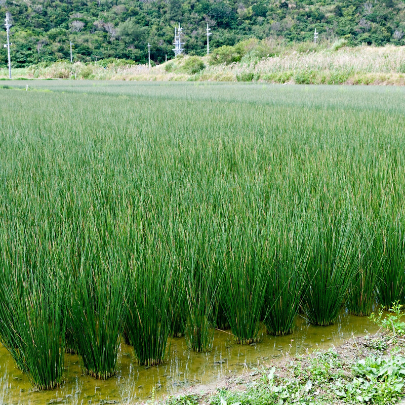Soft Rush Grass