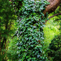 Climbing Vines