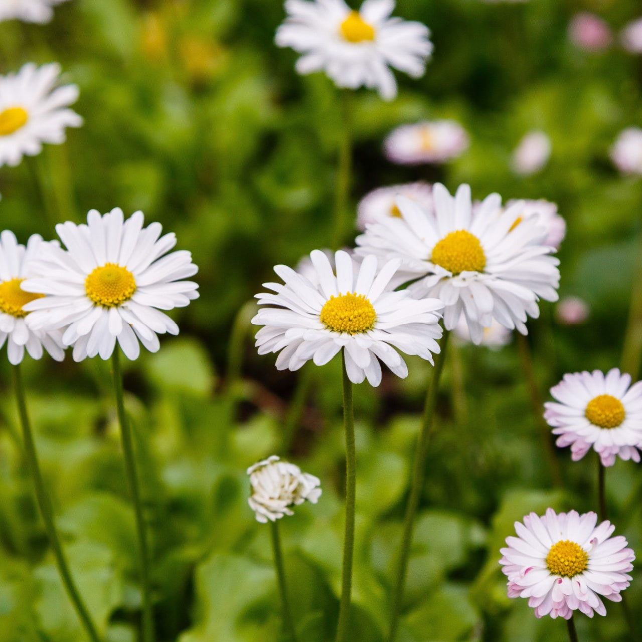 Oxeye Daisy - TN Nursery