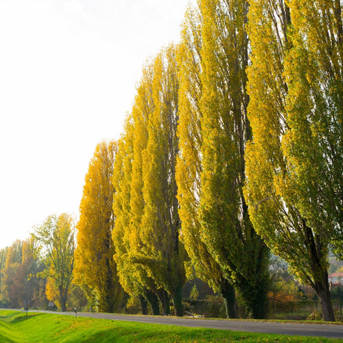 Lombardy Poplar