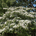 Cornus Kousa Seedlings