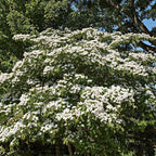 Kousa Dogwood Seedlings