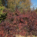 Rhus Aromatica Seedlings