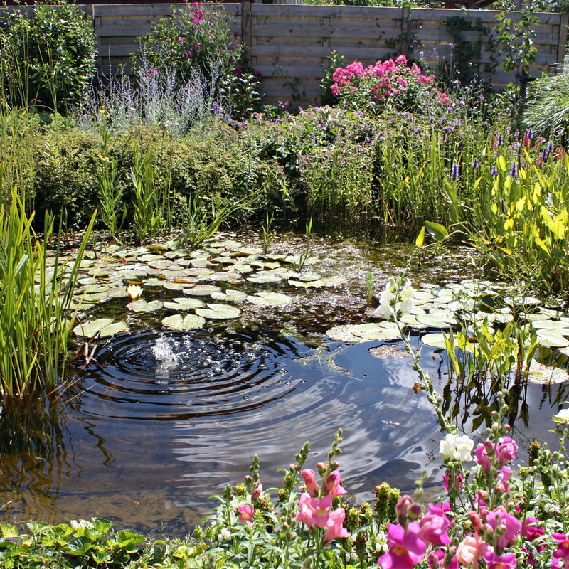 Rain Garden Trio