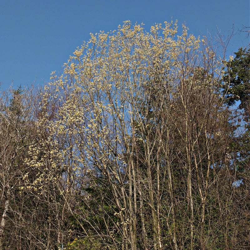 Pussy willow live stakes: tall tree with pale yellow blossoms on bare branches, blue sky