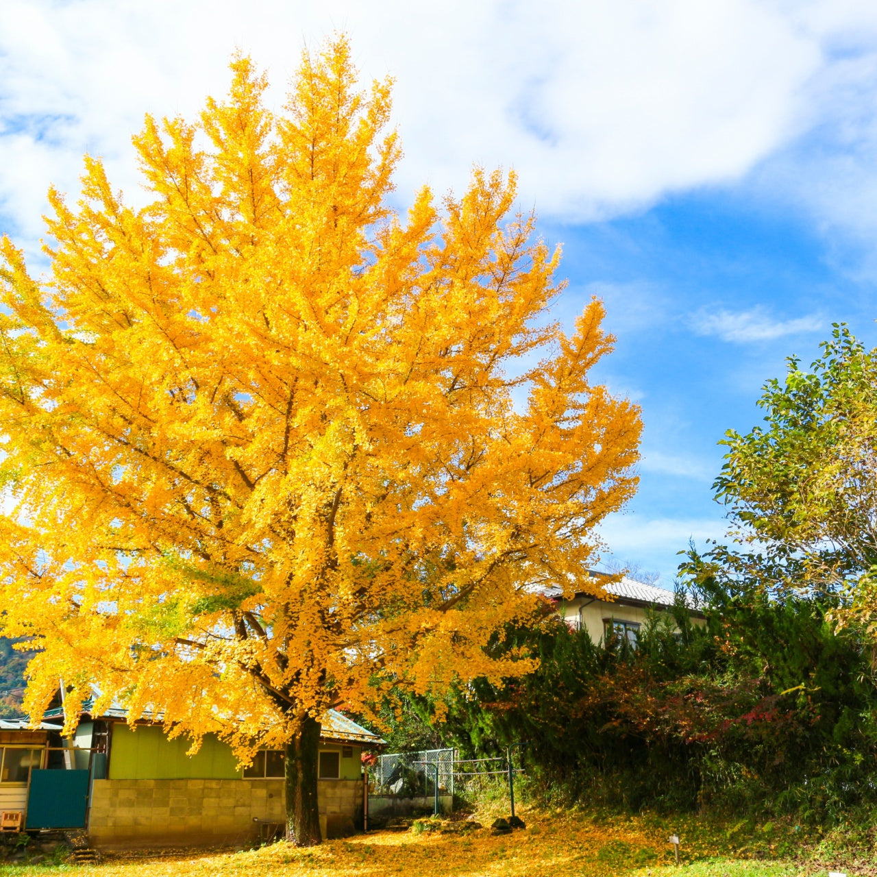 Ginkgo Biloba Wholesale