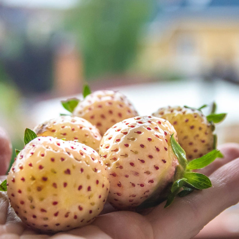A hand gently holds pale yellow pineberry strawberries with small red seeds and green leafy tops