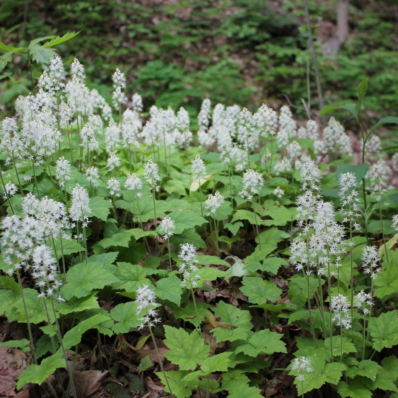 Foam Flower - TN Nursery