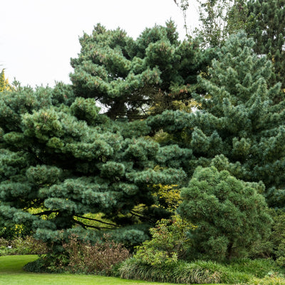 White Pine Tree- TN Nursery