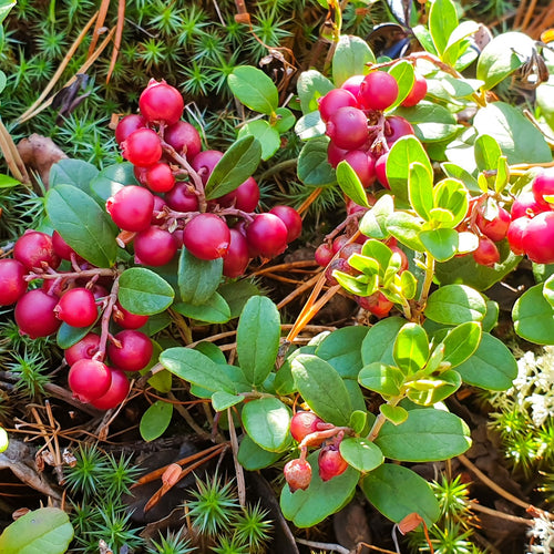 Partridge Berry