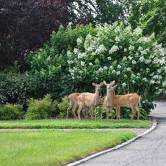 Deer Resistant Shrubs